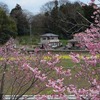 2024.4.4　六地蔵寺のしだれ桜〜かじま