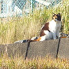 2019・11・17・日曜日・寺ちゃんは松ちゃんのお陰で生きている～♪