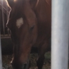 ノーザンホースパーク　―　馬、ウマ、うま　―