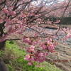 河津桜を見に行く