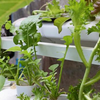 室内で家庭菜園ができる野菜とは？人気の水耕栽培はマンションやアパートでもできる！