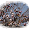 袖ケ浦公園の桜(ソメイヨシノ)が咲きました