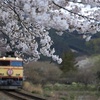 桜鉄（家山）
