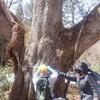 戸隠の巨木調査に参加しました
