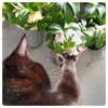 不思議なくらいお花が大好きな黒猫