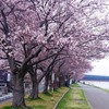 関屋分水路の桜も開花しました。