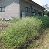 草刈りサタデー