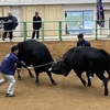 隠岐の島の旅　その２