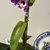 今年３度目の開花の洋ランにびっくり！　庭の花も少し、そしてパッチワーク作品も～♪