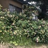 Lantana