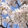 近所の桜が綺麗