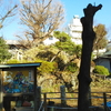 お稽古帰りに鳩の森神社へ