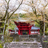 南部町の枝垂れ桜