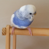 【ここすけの日常】冗談でかえるちゃんを笑わせようとするインコ編【budgerigar】