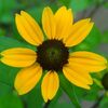 七月の花壇、、、ルドベキアタカオ。