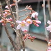 ２番手は、「ケイオウザクラ（啓翁桜）」が開きました。