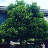 【Instagram】この木なんの木？