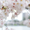 …and sakura 23