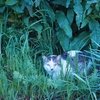 フォト日記～猫・花・富士山