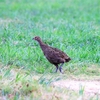 2022.8.16　河川敷でいつもの野鳥と......12選