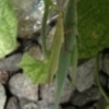Piggyback Grasshopper
