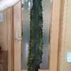 海の一品