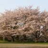 新四国曼陀羅霊場　 桜  第48番 臨光山 稱名寺　( 2011-04-09 )　７