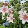 植えっぱなしOKな夏庭の主役！華麗な強健ユリ「トライアンファター」