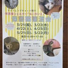 3月の休診日・保護猫譲渡会