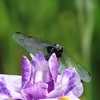 前回の記事「花菖蒲と睡蓮（すいれん）まつり」に載せなかった昆虫と花の写真です。