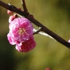 梅の咲く - 蓮華寺