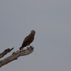 チャイロチュウヒワシ(Brown Snake Eagle)