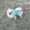 LuLuお散歩でおしっこしたね