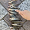 2024年8月21日 ハゼ釣り1