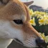 柴犬と春のお花 今日の柴ちゃん311 毎日ご飯