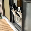 やまむとヒックとソフィと相方と