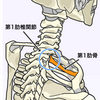 肩甲骨から肩首の凝りの原因。