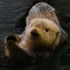 【神戸須磨海浜水族園ラッコ館】可愛すぎる眠りにつく直前の明日香ちゃん!!【海のパンダ?癒やし】 