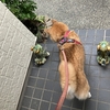 ワンコと散歩〜6月24日