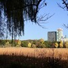 日本人の起源