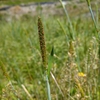 スズメノテッポウ（イネ科）