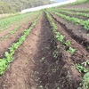 今週の野菜