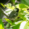 蔵王探鳥報告16/5/15