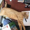 猫に気がねして勉強する