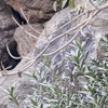 チベットモズ Grey-backed Shrike