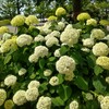 【高校受験】夏期講習どの講座を申し込めばよいか悩む