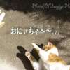 ひなたでゴロる猫猫*