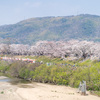 京都八幡・淀川河川公園背割堤の桜