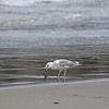 魚を捕ったカモメ