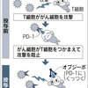 がんの免疫療法